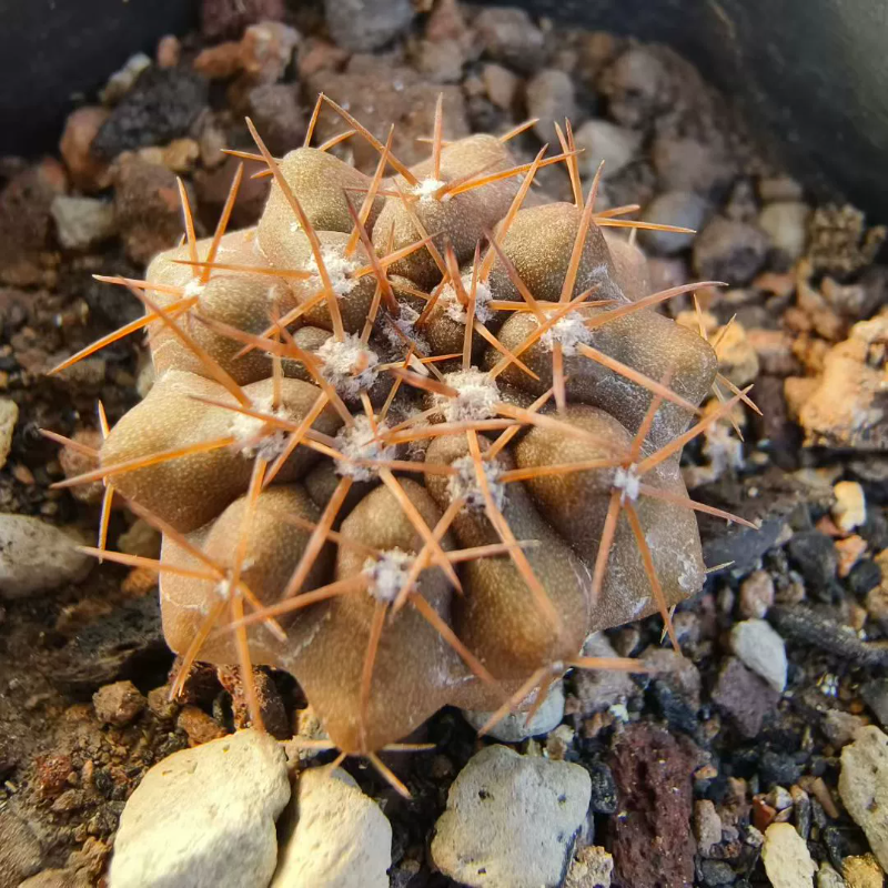 实生金刺黑王丸潮流懒人龙爪球仙人球桌面植物一物一拍多肉11/22