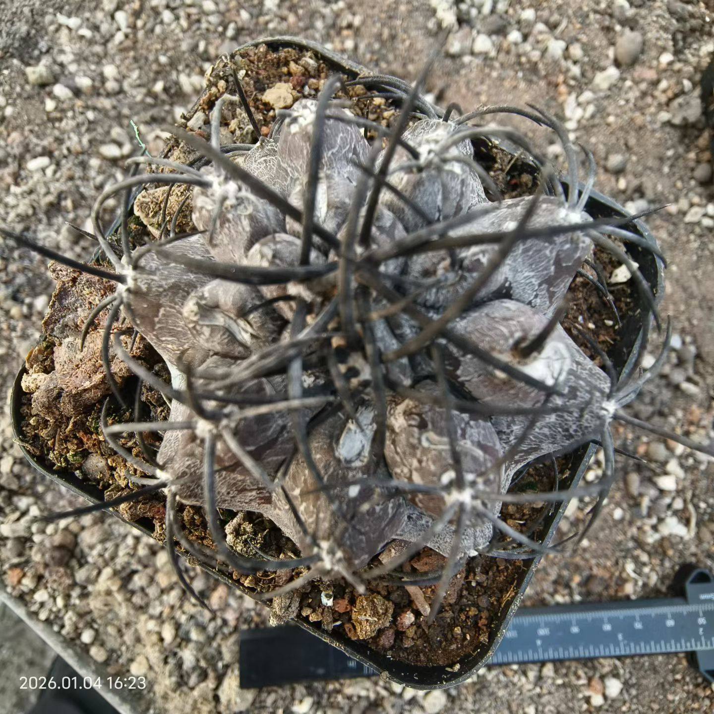 产地风栗星玉，强粗刺侧芽带盆发货小众多肉室内盆栽一物一拍1/5