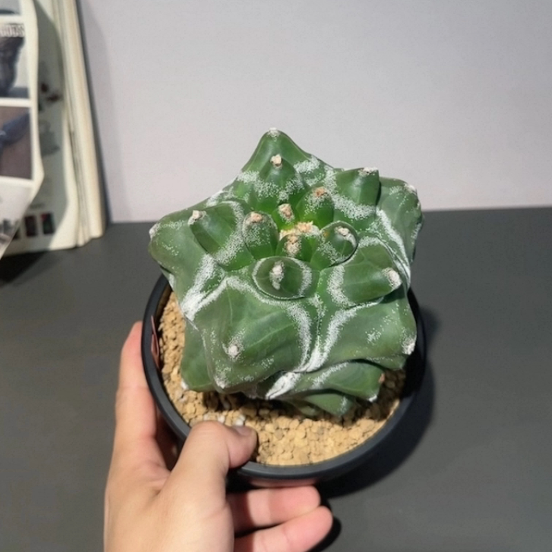 螺旋体龟甲鸾凤玉白纹 13CM仙人球室内稀有物种一物一拍多肉12/1