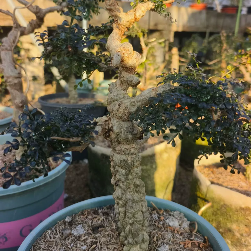 满瘤实生列加漆树。造型株。非常漂亮块根植物多肉一物一拍12/8