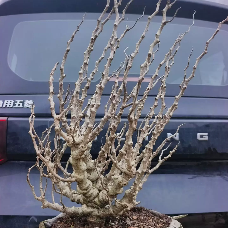 纯露养野生状态沙漠苏木。块根植物懒人桌面多肉稀有一物一拍4/8