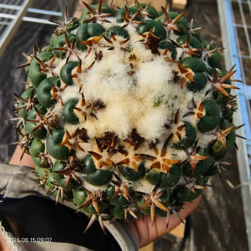 獠牙象芽丸短刺顶花球属仙人球一物一拍易养护室内盆栽包邮8/15
