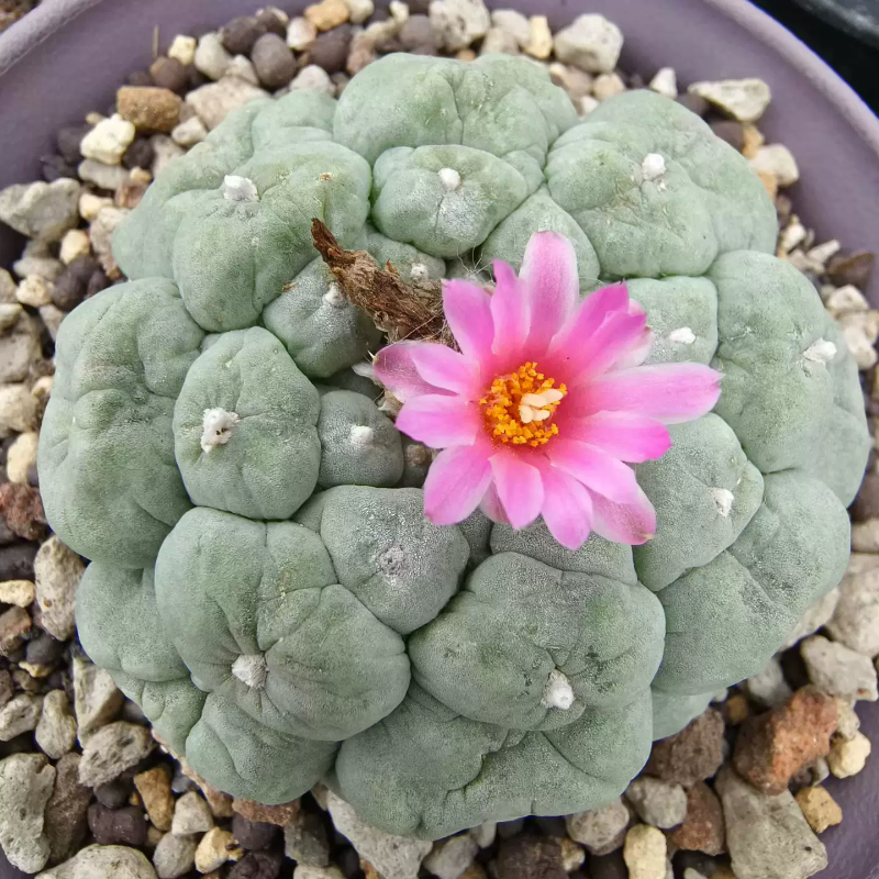 大疣无刺草球自根株仙人球植物一物一拍室内盆栽带盆发多肉6/19