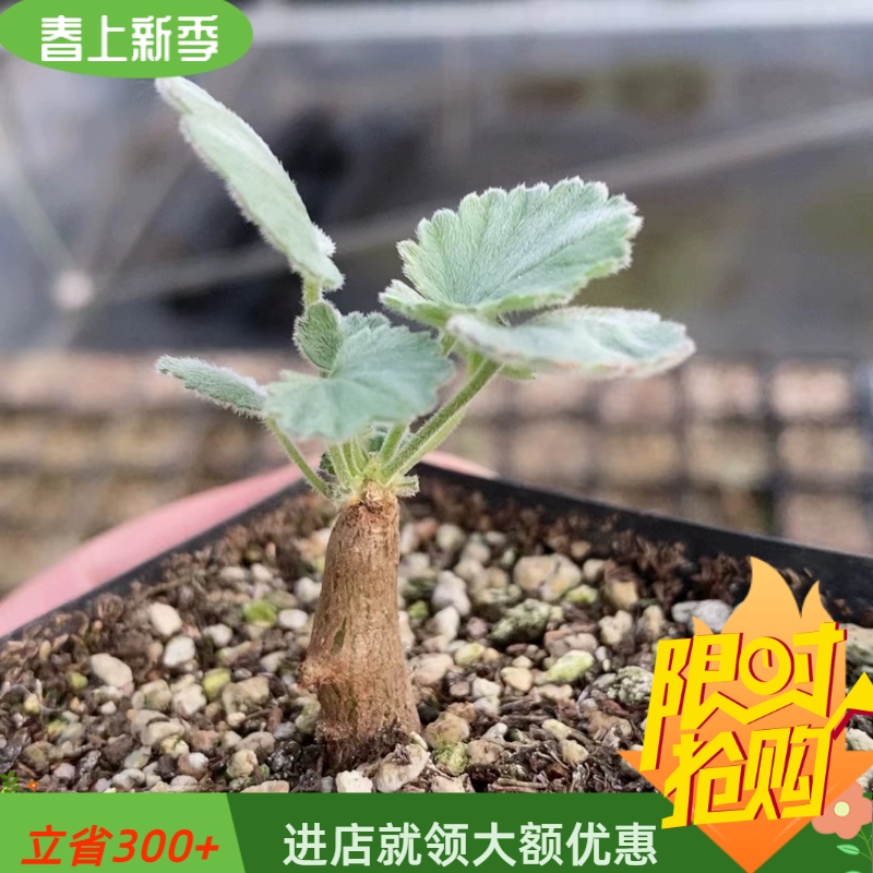 小枝干洋葵冬型种懒人易养护块根植物一物一拍多肉潮流植物4/10