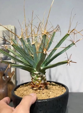 实生老光山仙人球，四大名球之一潮流小众植物多肉一物一拍12/29