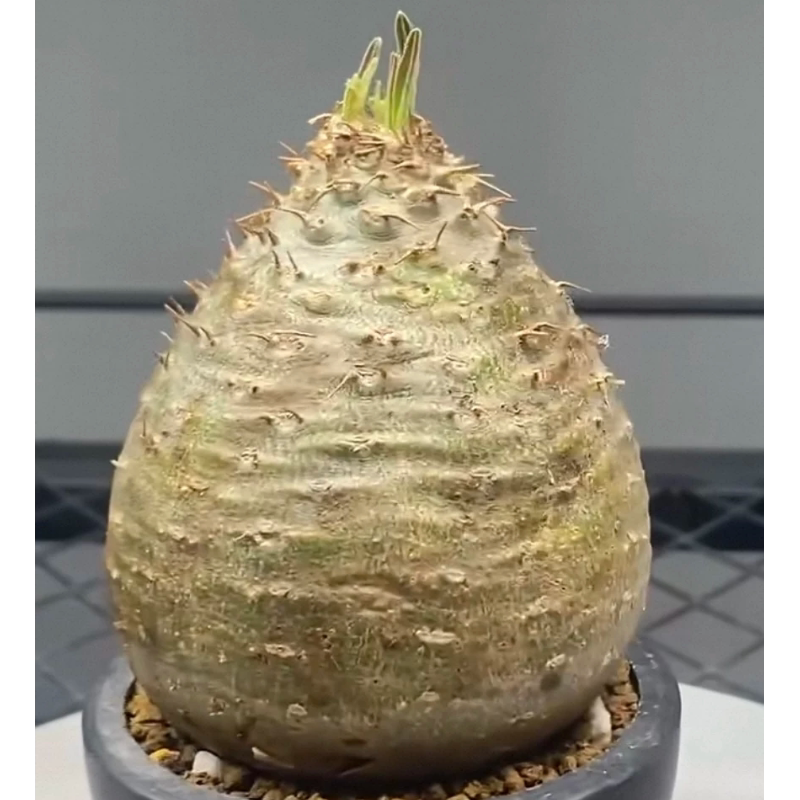 芋头形象芽宫棒棰树属块根植物懒人块根室内盆栽带盆发多肉6/9