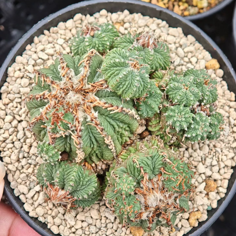 原地老花龙多年株9cm 主头4.5 18个侧芽仙人球一物一拍多肉10/15