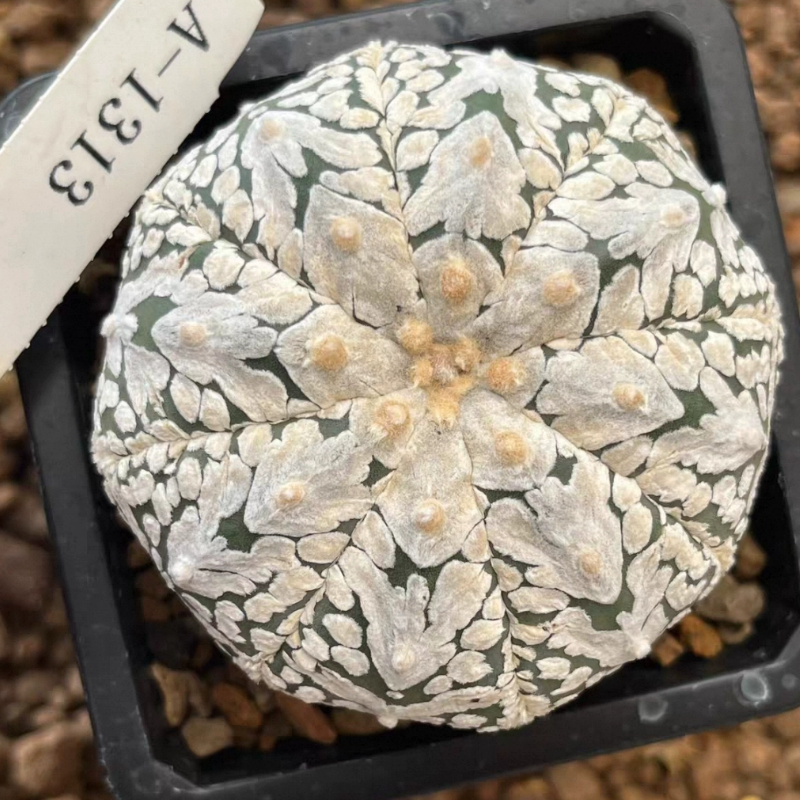 浓白超兜宽V， A-1313 实生仙人球潮流桌面植物一物一拍多肉11/24