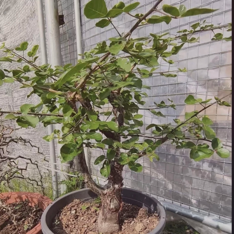 奥比克黑皮橄榄粗壮有型沙生一物一拍带盆发稀有品种多肉5/14
