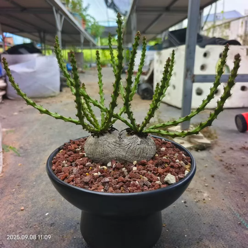 蓬莱岛双头株大戟科块根室内盆栽潮流多肉一物一拍稀有品种9/8