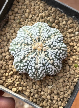 泰系实生海星体连线超兜/s106超兜星兜属仙人球一物一拍多肉9/1