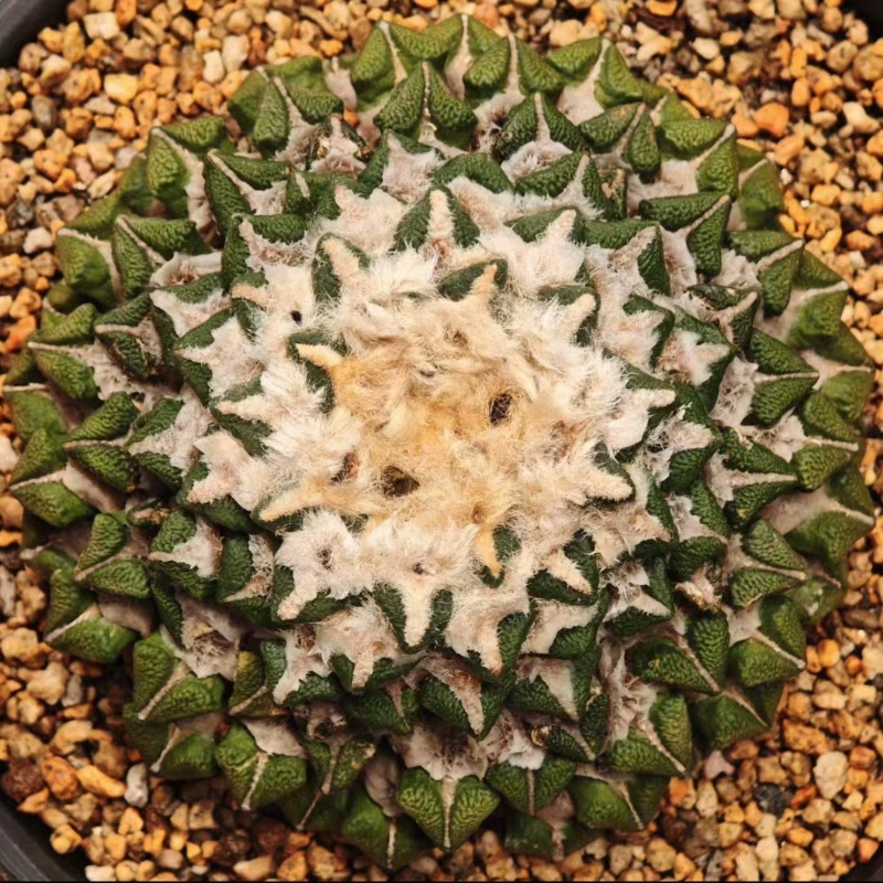 原地草球 9cm 老家黑草球 稀有物种 潮流仙人球一物一拍多肉11/9