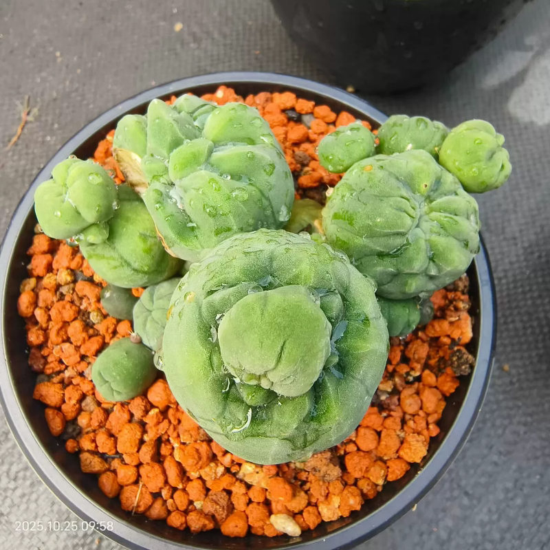 实生短毛丸石化株。很独特仙人球形态特别漂亮一物一拍多肉10/25