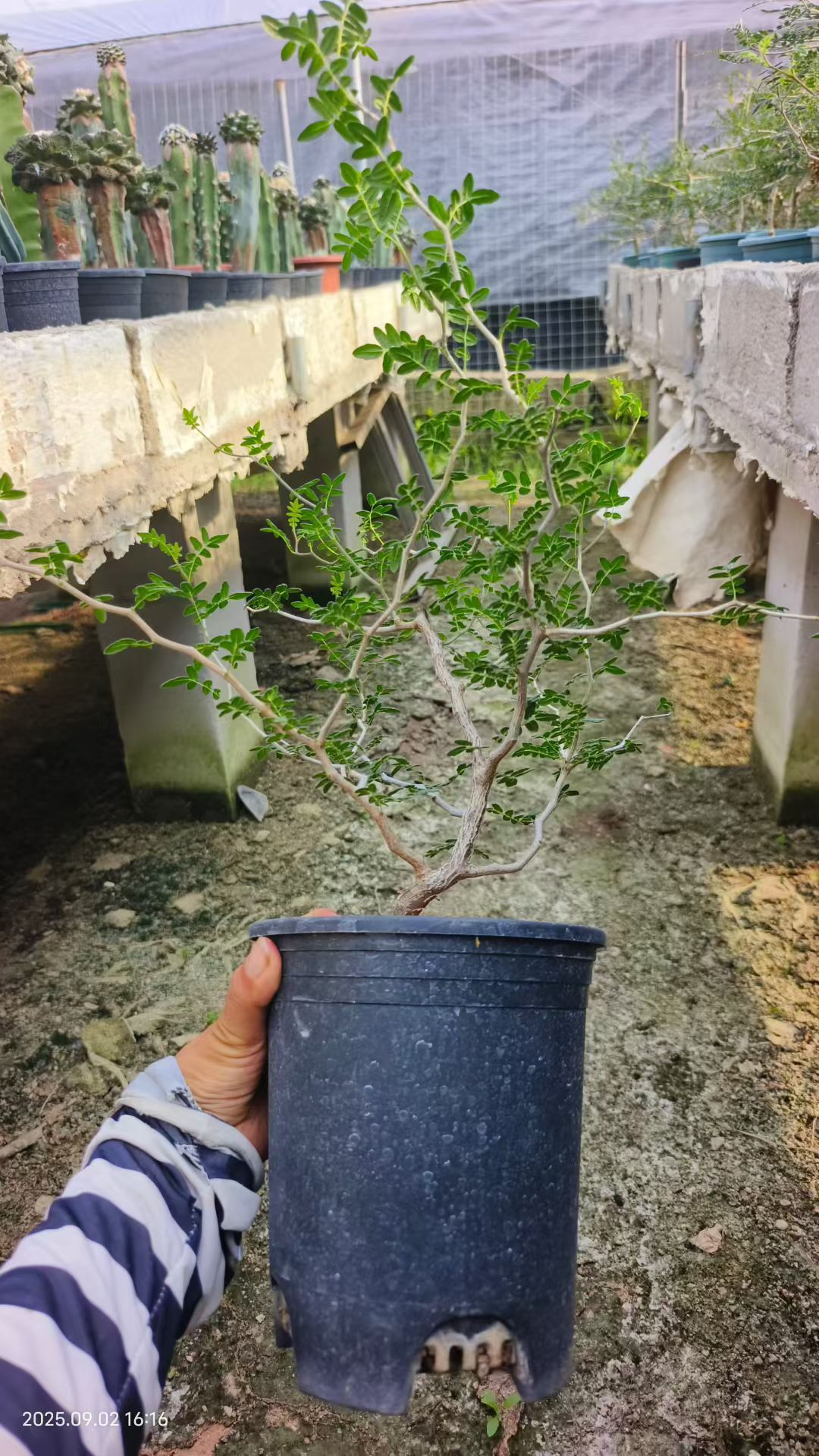 滔天橄榄潮流懒人块根植物潮流多肉植物一物一拍稀有品种9/2