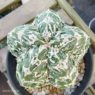 实生雪花五棱核桃星球属懒人潮流仙人球室内盆栽多肉一物一拍7/31