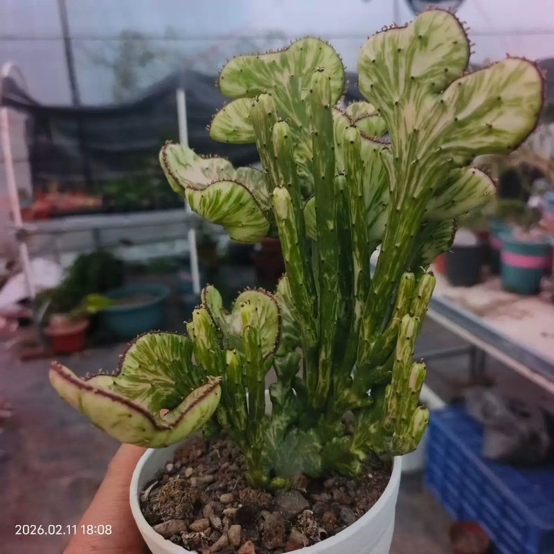 珊瑚棍缀化锦，非常漂亮型仙人球稀有品种室内盆栽一物一拍2/12