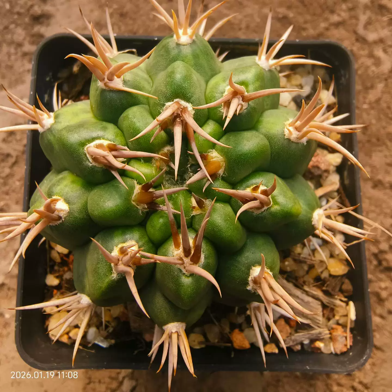 实生碧岩玉，石化锦，火焰刺稀有种仙人球小众多肉一物一拍1/18,鲜花速递/花卉仿真/绿植园艺,多肉植物,淘宝优惠券,粉丝福利购,淘宝优惠卷