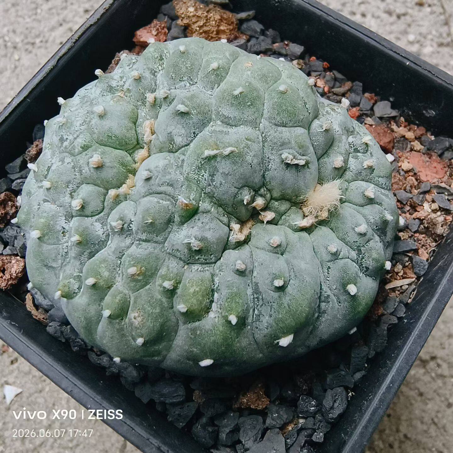 草球缀化面包缀约8.5cm仙人球植物一物一拍室内盆栽带盆发多肉6/8