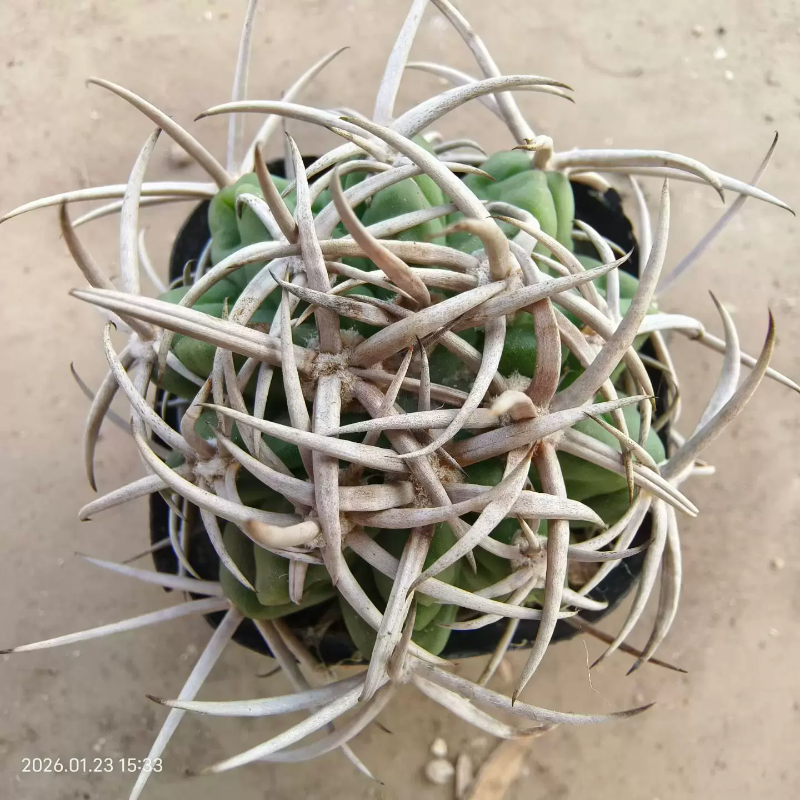 实生碧岩玉，割刺株仙人球裸萼球属懒人植物小众多肉一物一拍1/23,鲜花速递/花卉仿真/绿植园艺,多肉植物,淘宝优惠券,粉丝福利购,淘宝优惠卷