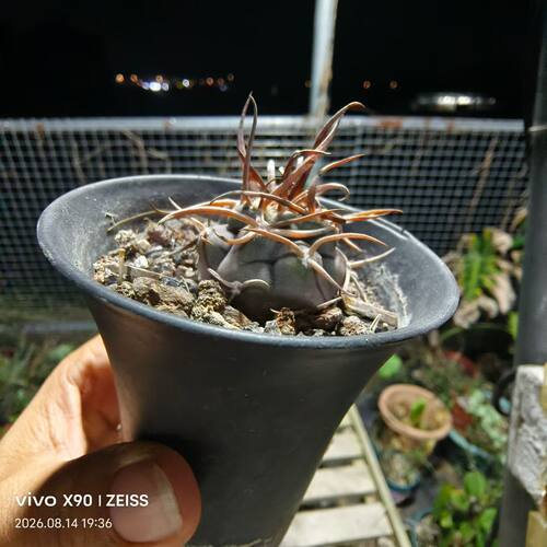 实生守金摩天龙仙人球稀有品种绿植多肉 一物一拍8/16