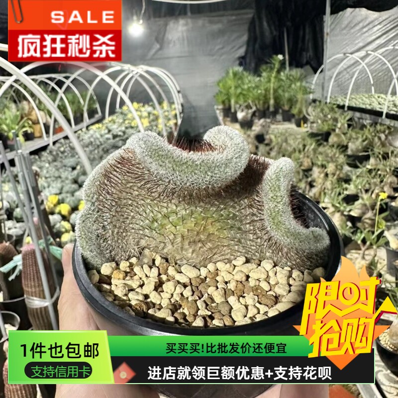 直刺佩雷缀化自根.根系旺盛9.8cm仙人球一物一拍易养护多肉4/19