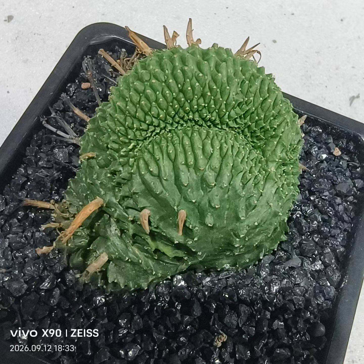 法利达缀化，自根株，大戟科块根多肉植物