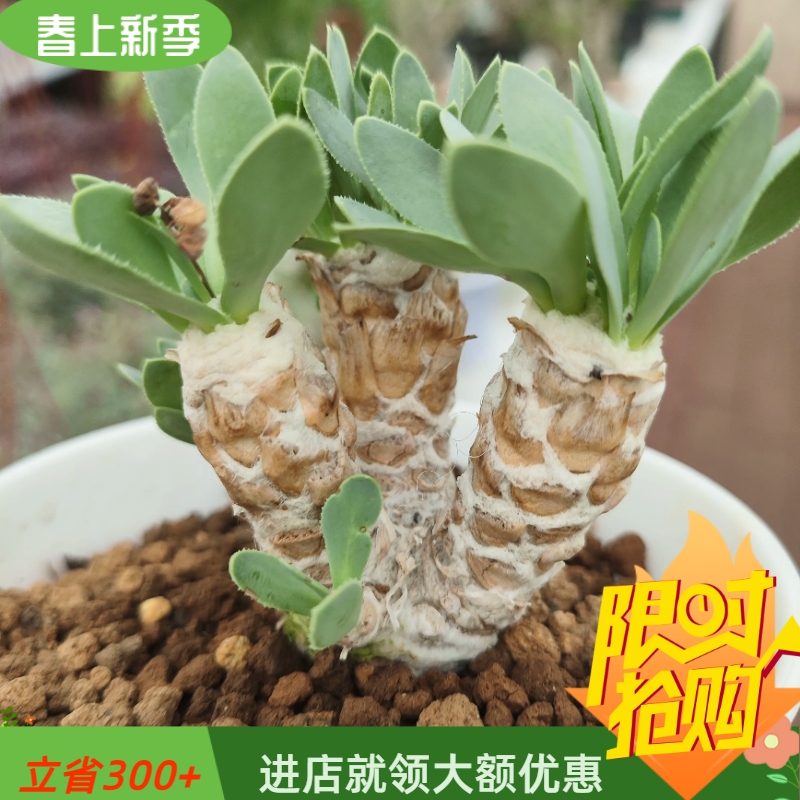 多头雪露厚敦菊厚敦菊属冬型种块根植物一物一拍稀有品种4/19-封面