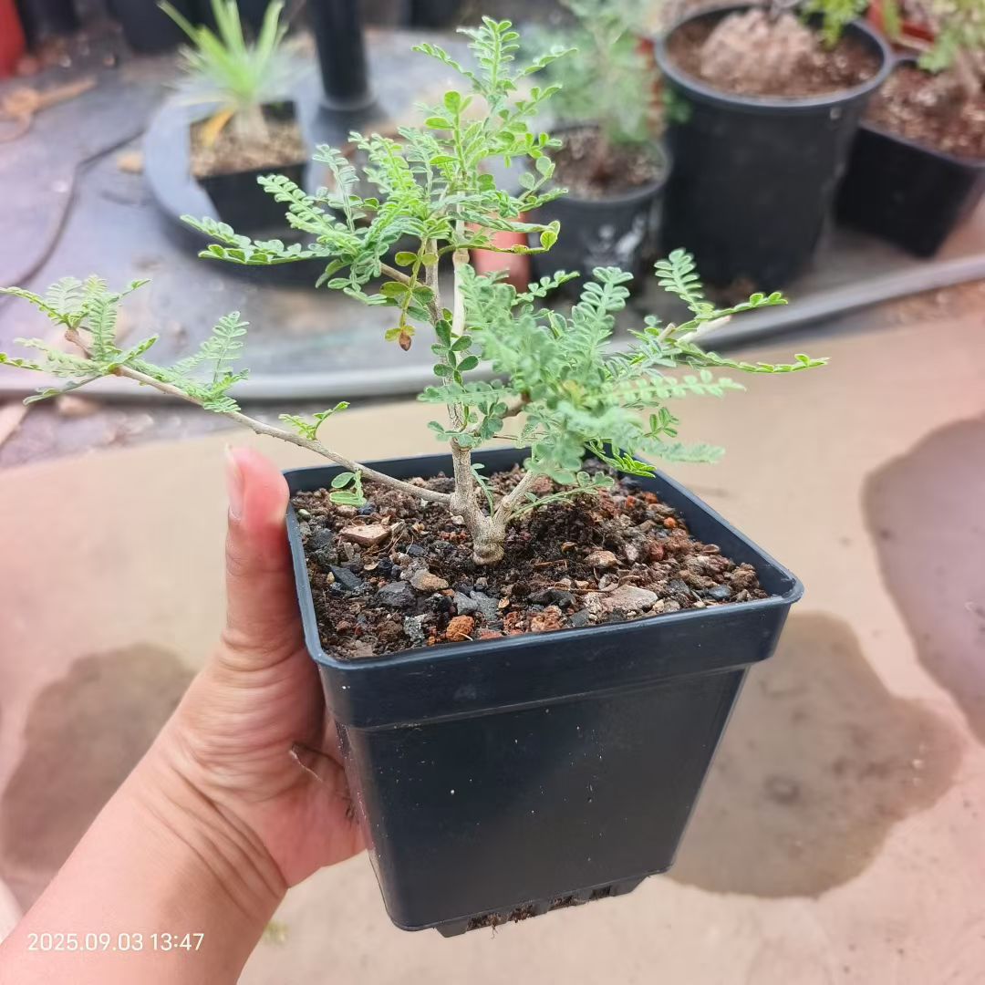 实生织冠漆树大瘤块根稀有品种潮流多肉植物一物一拍稀有品种9/4