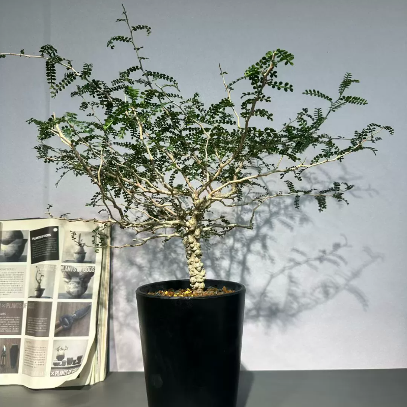 爆突疣粗直象足漆树稀有物种潮流块根植物一物一拍多肉11/22