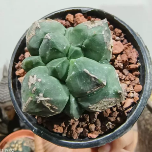 龟甲鸾凤玉铠甲般造型星球属自根仙人球一物一拍室内盆栽包邮8/21