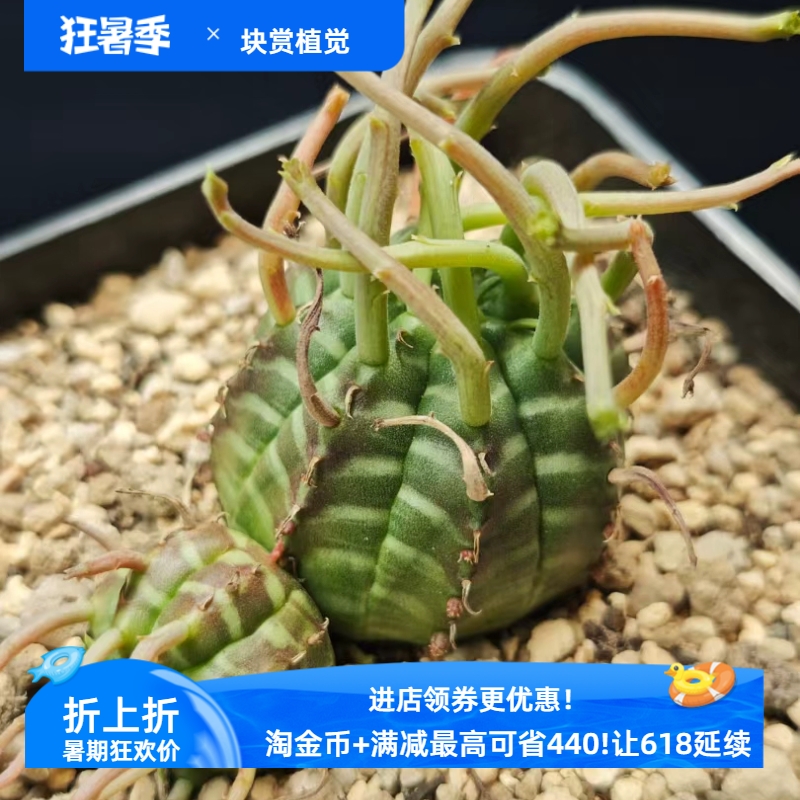 欧系实生法丽达大戟 三头群冠6.5CM  大头4.2CM一物一拍包邮4/16