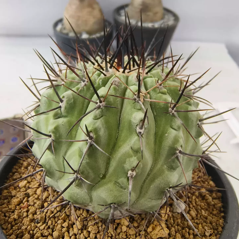 孤龙丸自根株仙人球龙爪球属植物懒人块根室内盆栽带盆发多肉6/13