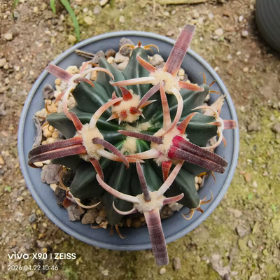 实生武藏凌波狂卷割刺仙人球可带盆发稀有品种多肉一物一拍4/21