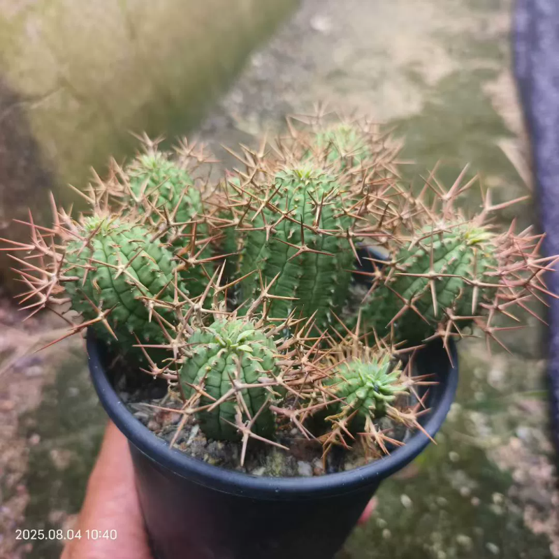 群星冠。包刺型大戟科块根植物一物一拍室内盆栽包邮8/4
