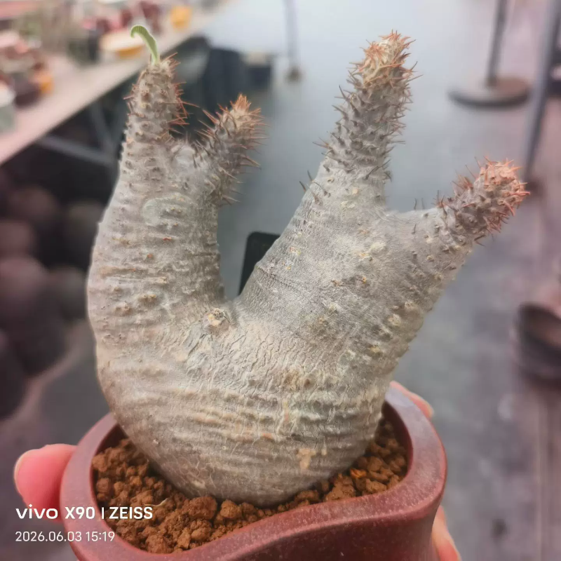 象牙宫缀化棒棰树属稀有块根懒人潮流一物一拍带盆发多肉6/3