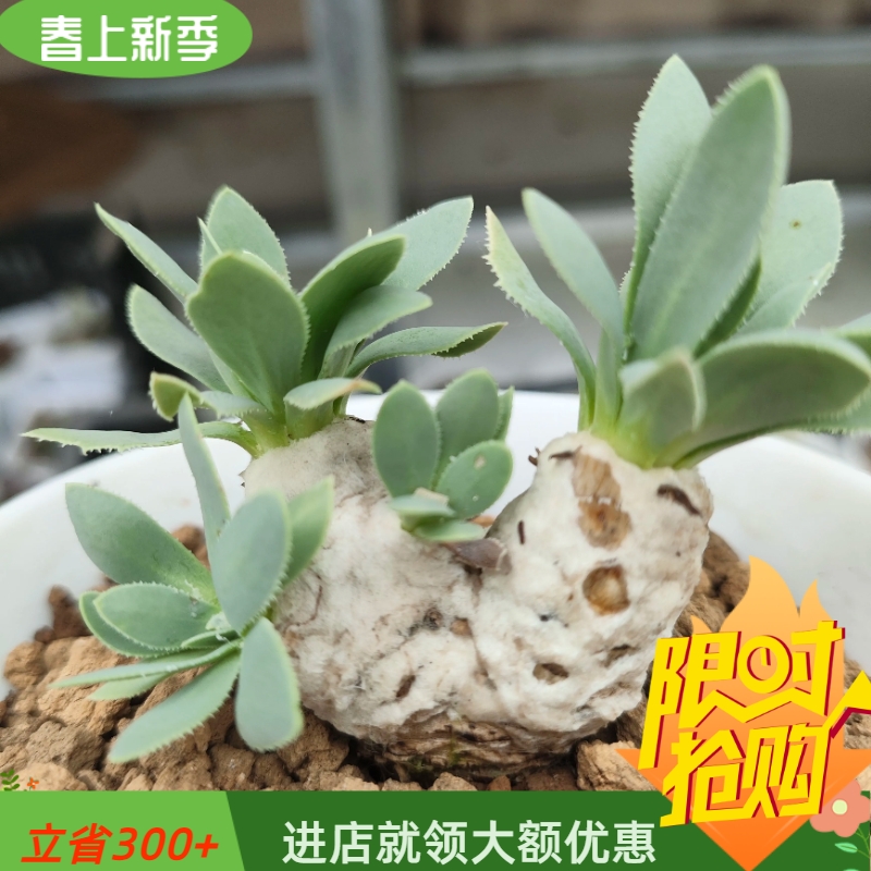 v型雪露厚敦菊厚敦菊属冬型种块根植物一物一拍稀有品种4/19