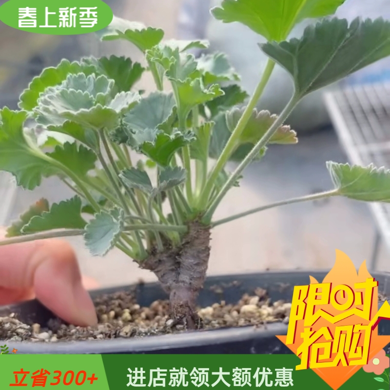 枝干洋葵冬型种块根植物盆栽潮流多肉绿植一物一拍潮流绿植4/5