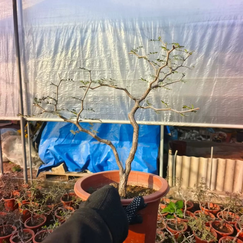 实生滔天橄榄潮流懒人块根沙生绿植稀有品种室内盆栽一物一拍2/16