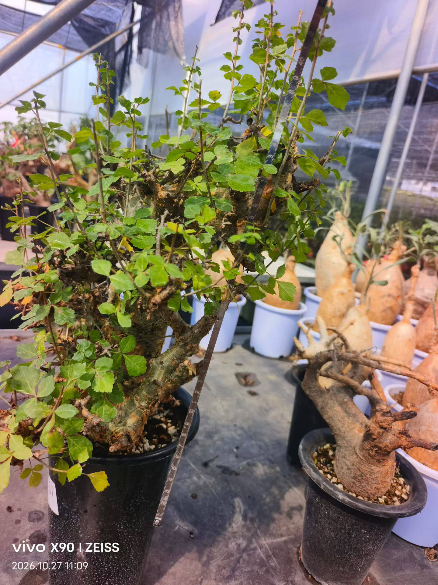 塞洛菲橄榄橄榄科潮流块根植物懒人沙生多肉一物一拍10/28