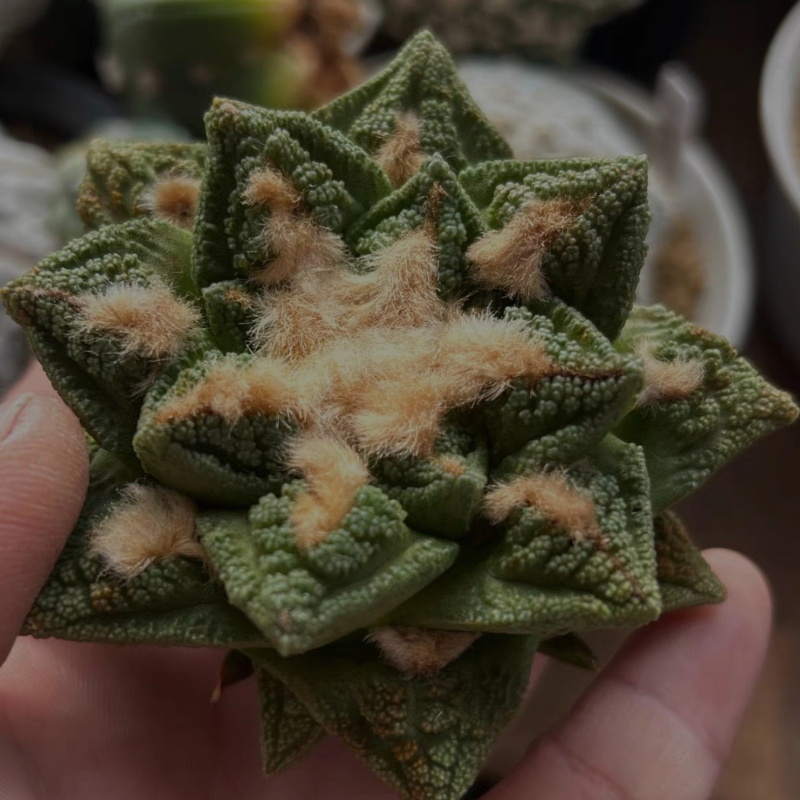 泰系实生辛顿牡丹/s150潮流桌面绿植仙人球一物一拍多肉11/14
