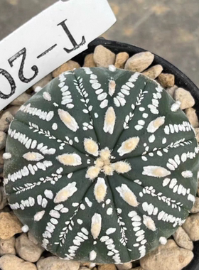 线条连线超兜 美纹V  T-203  实生懒人仙人球一物一拍多肉10/28