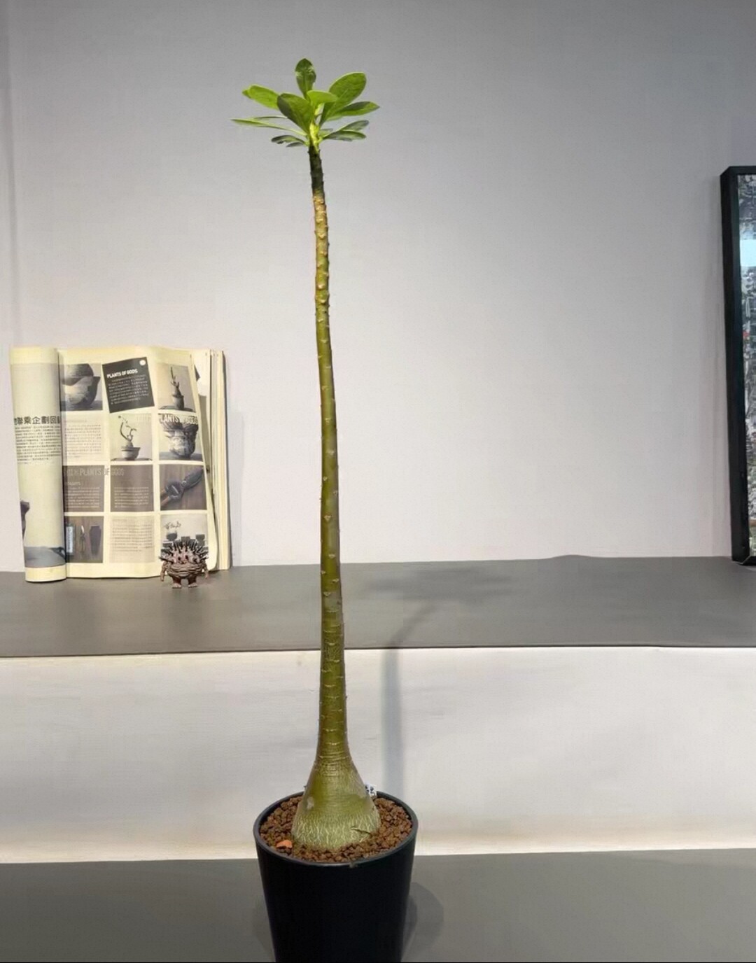 5号 索科特拉沙漠玫瑰,块根肚子直径7CM室内盆栽带盆发多肉6/15