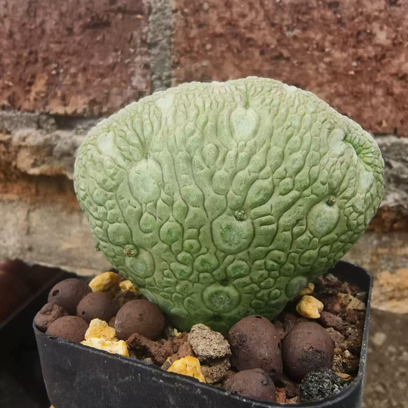 凝蹄玉缀化萝藦科块根潮流懒人绿植沙生一物一拍盆栽多肉7/23
