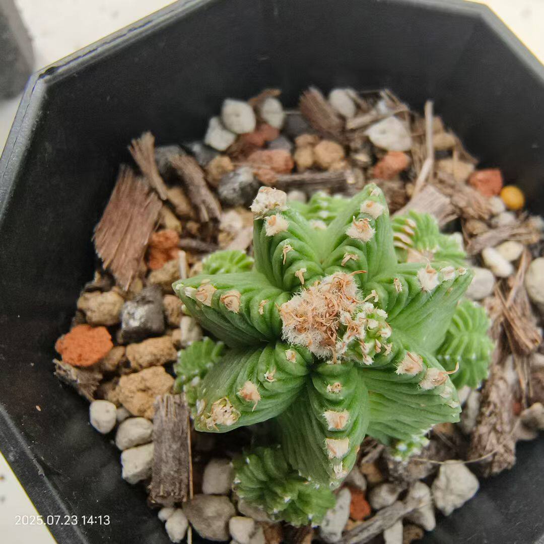 红龙群。七星侧芽自根已发根服盆仙人球一物一拍多肉植物稀有7/23
