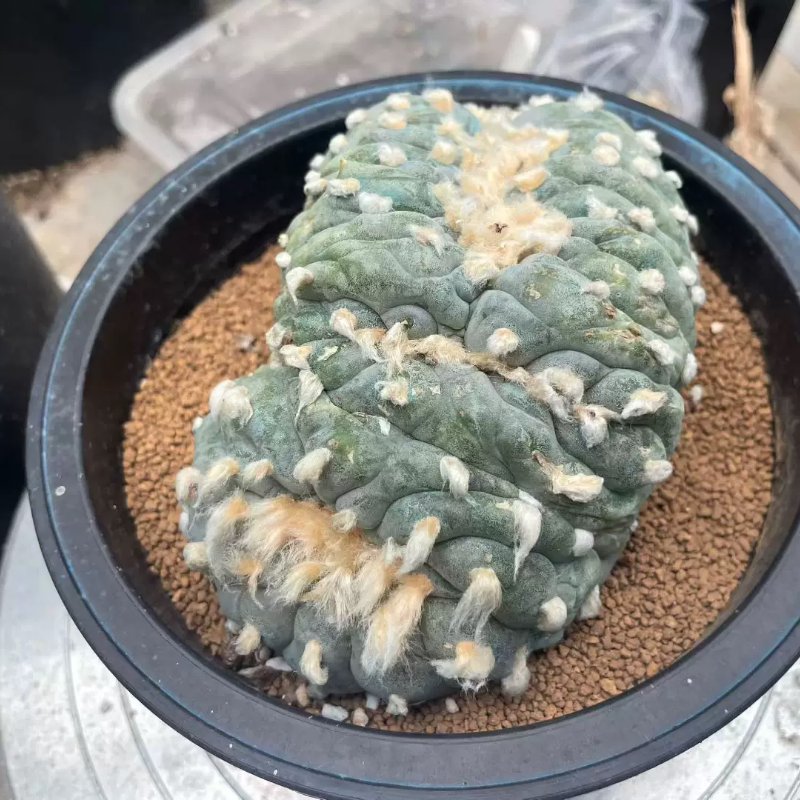 草球缀化苗接平切落地一年仙人球桌面绿植一物一拍带盆发多肉5/22