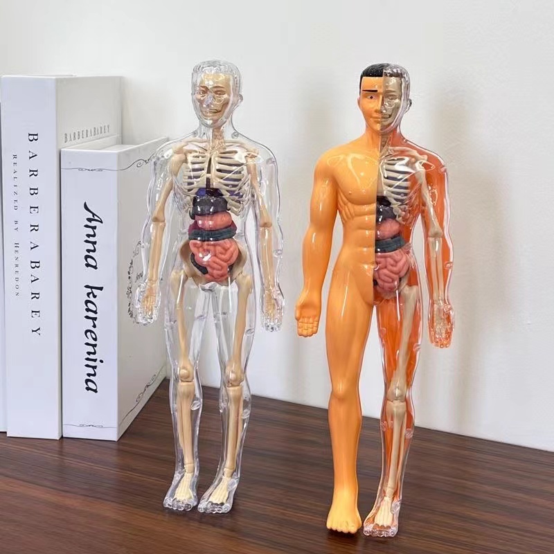 3D Human Body Torso Model for Anatomy Skeleton Removable
