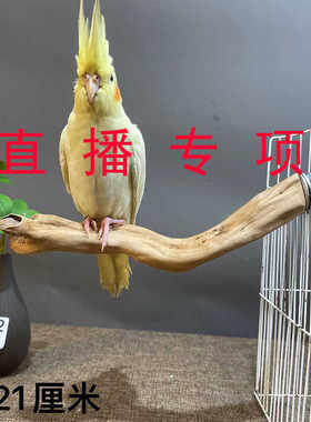 原木鹦鹉小鸟站架手串收纳装饰