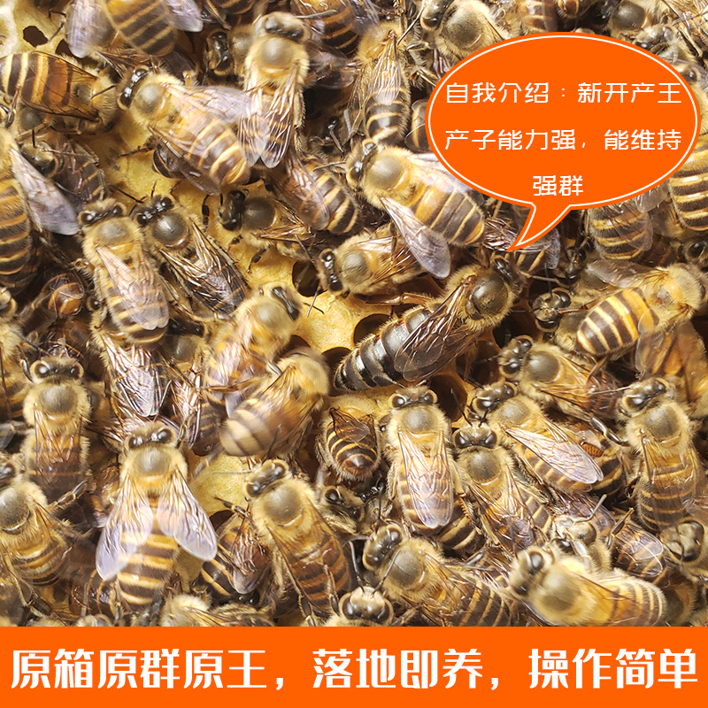 中蜂蜂群出售包邮中蜂开产新王蜜蜂蜂群中华蜜蜂带王带子脾笼蜂