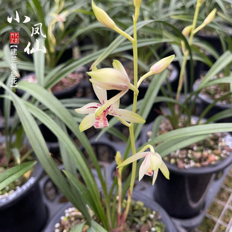 极速建兰小凤仙复色花夏秋季带花苞四季兰花苗室内喜阴花卉绿植浓