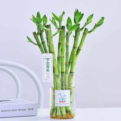 极速富贵竹带玻璃花瓶水培水生植物绿色常青好养室内喜阴净化空气